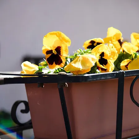 Vigna Del * دونغو