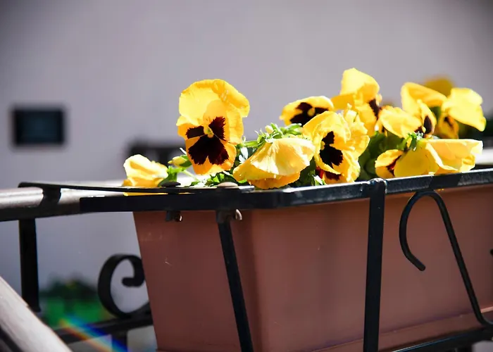 Vigna Del * دونغو